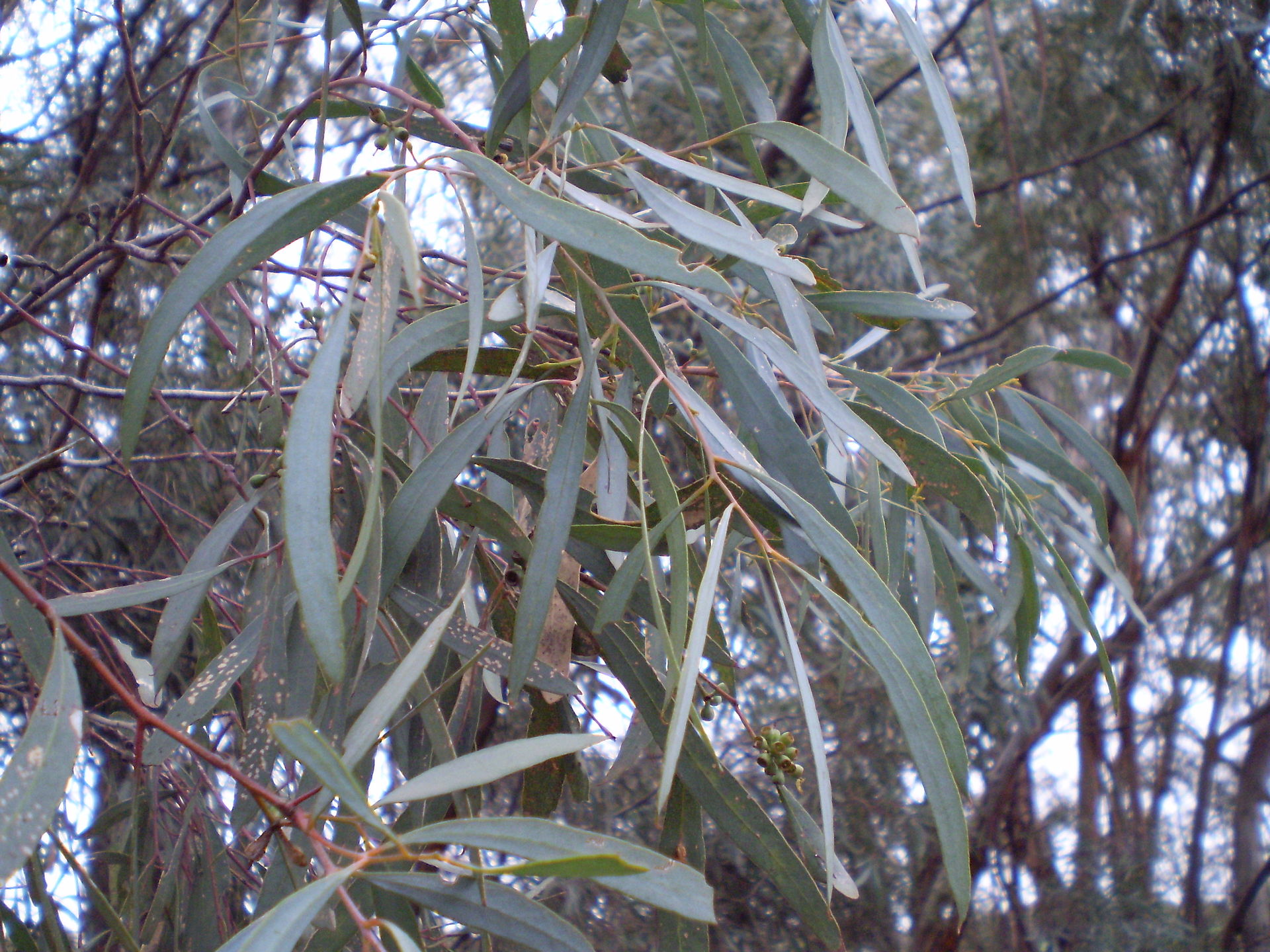 Oil Drops of Wisdom – Eucalyptus