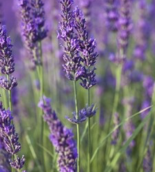We are in love with Lavender